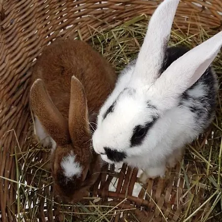 Badererhof Christine Wechselberger Casa de hóspedes