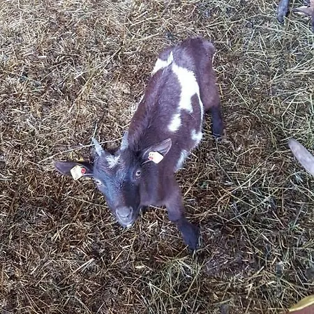 Badererhof Christine Wechselberger Casa de hóspedes 3*