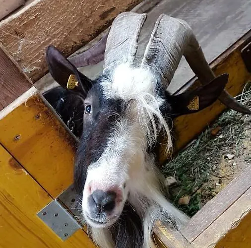 Badererhof Christine Wechselberger بيت ضيافة ستام