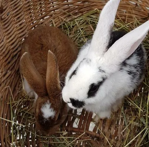 Badererhof Christine Wechselberger ゲストハウス