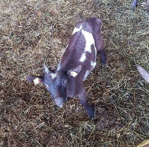 Badererhof Christine Wechselberger ゲストハウス 3*