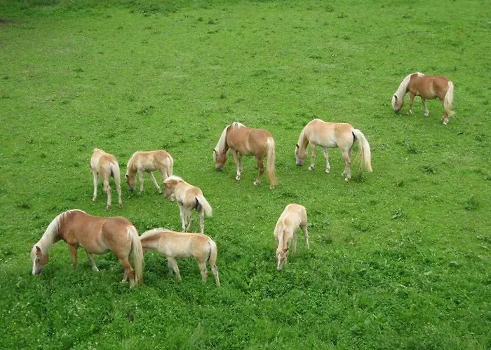 Guest house Badererhof Christine Wechselberger 3*