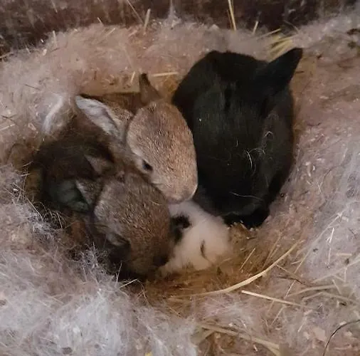 Guest house Badererhof Christine Wechselberger